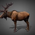 Realistic Moose With Large Antlers Brown Fur And Standing Posture