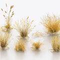 Golden Wild Grasses In Multiple Clumps With Various Natural Shapes For Decorative