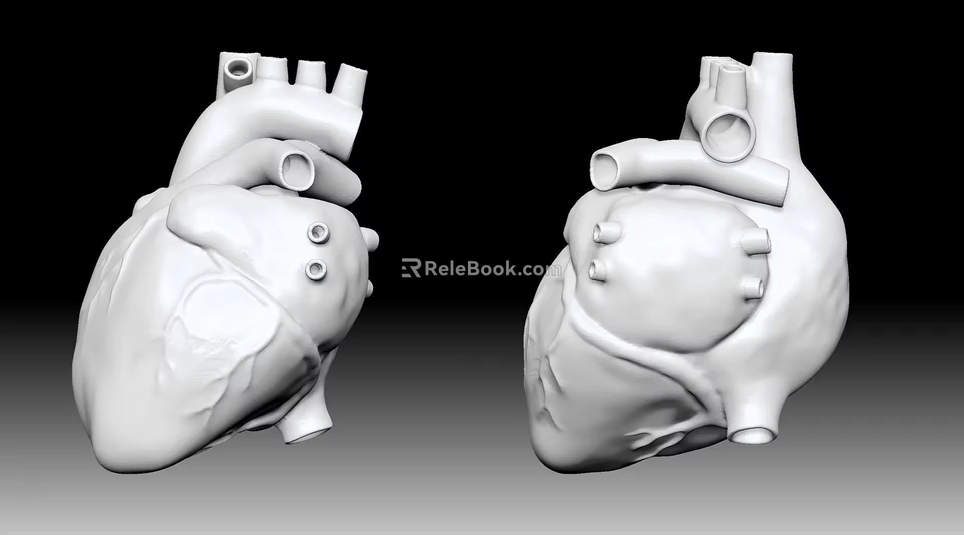 The modern human heart. 3d model