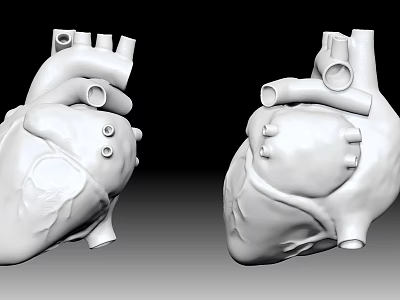 The modern human heart. 3d model