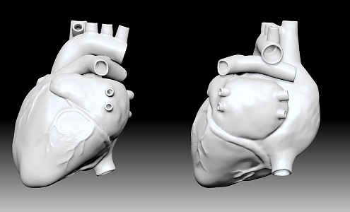 The modern human heart. 3d model