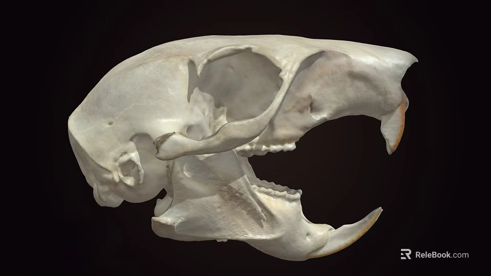 Detailed Animal Skull With Intricate Bone Structure And Sharp Teeth 3d model 