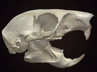 Detailed Animal Skull With Intricate Bone Structure And Sharp Teeth 3d model
