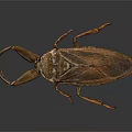 Giant Water Bug With Brown Exoskeleton Long Mouthparts And Large Wings On Dark Background