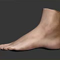 Realistic 3D Anatomical Model of Human Foot Organ Featuring Hair Details