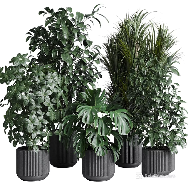 Lush Indoor Garden Arrangement With Various Green Leafy Plants And Modern Black Planters 3d model 