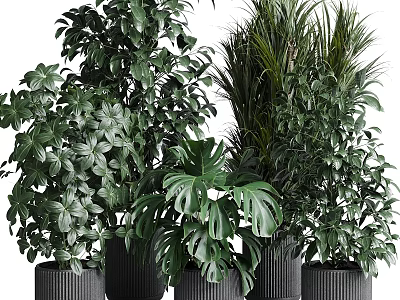 Lush Indoor Garden Arrangement With Various Green Leafy Plants And Modern Black Planters 3d model