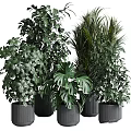 Lush Indoor Garden Arrangement With Various Green Leafy Plants And Modern Black Planters