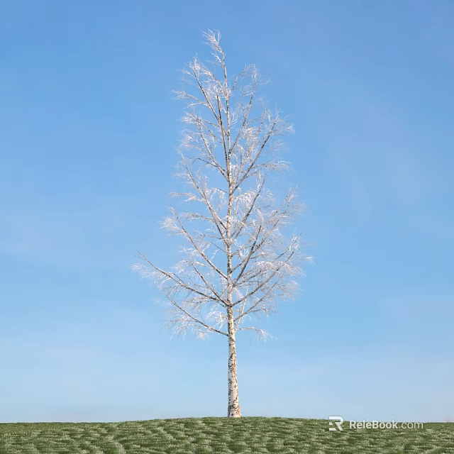Tall Frost Covered Birch Tree With Snowy Branches Under Clear Blue Sky 3d model 