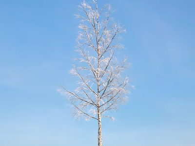 Tall Frost Covered Birch Tree With Snowy Branches Under Clear Blue Sky 3d model
