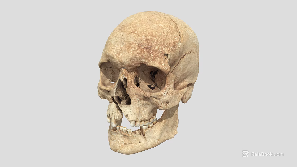 Human Male Skull Anatomical Structure Showing Detailed Bone Features And Texture 3d model 