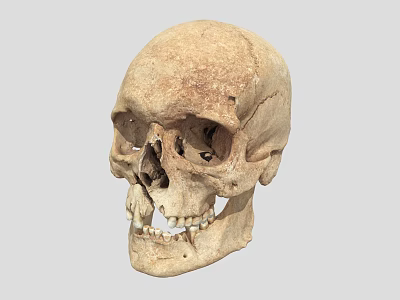 Human Male Skull Anatomical Structure Showing Detailed Bone Features And Texture 3d model