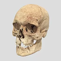 Human Male Skull Anatomical Structure Showing Detailed Bone Features And Texture 3d model
