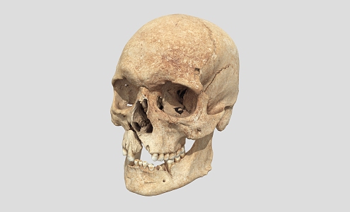 Skull Remains Skull Bones 3d model