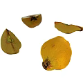 Fresh Yellow Pears Whole And Sliced With Visible Seeds And Juicy Texture