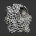 Coral Polyps Calcareous Structure Featuring Honeycomb Holes And Natural White Form