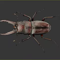 Detailed View of Red Brown Rhinoceros Beetle With Large Mandibles on Dark Background
