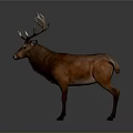Majestic Brown Deer With Large Antlers Standing On Gray Background