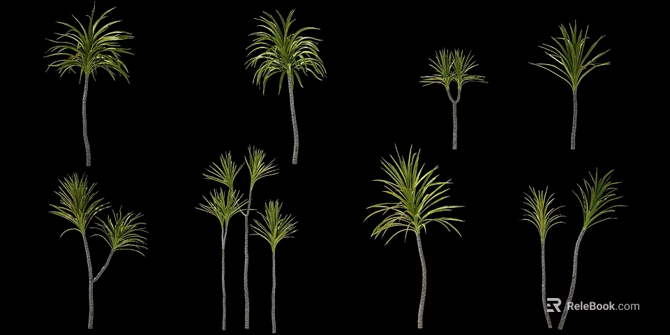 Tall Arborescent Trees With Long Green Leaves Isolated On Black Background 3d model 