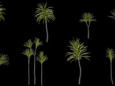Tall Arborescent Trees With Long Green Leaves Isolated On Black Background 3d model