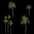Tall Arborescent Trees With Long Green Leaves Isolated On Black Background
