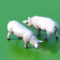 Two White Pigs Standing Together On Green Background Looking Down Peacefully 3d model