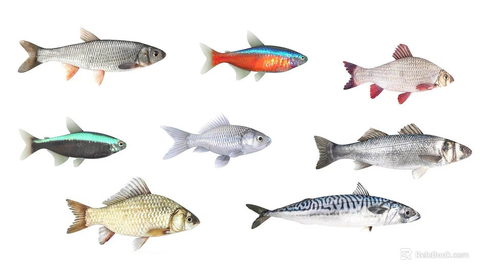 Various Colorful Aquatic Fish Species With Silver Striped And Golden Bodies 3d model 