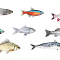 Various Colorful Aquatic Fish Species With Silver Striped And Golden Bodies