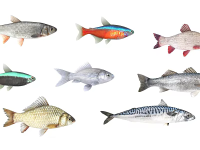 Various Colorful Aquatic Fish Species With Silver Striped And Golden Bodies 3d model