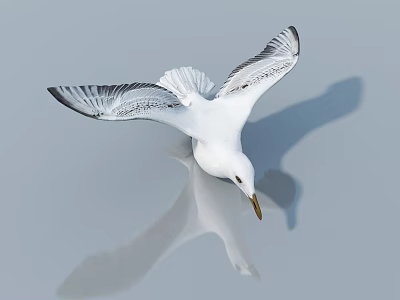 White Seagull Flying with Spread Wings on Light Background and Clear Reflection 3d model