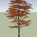 Tall Arbor With Red Leaves Standing On Green Grassland Under Blue Sky And White Clouds