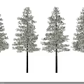 Four Green Arbor Trees With Straight Trunks And Lush Foliage