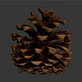 Brown Conical Pine Cone With Scaly Texture On Dark Reflective Background 3d model