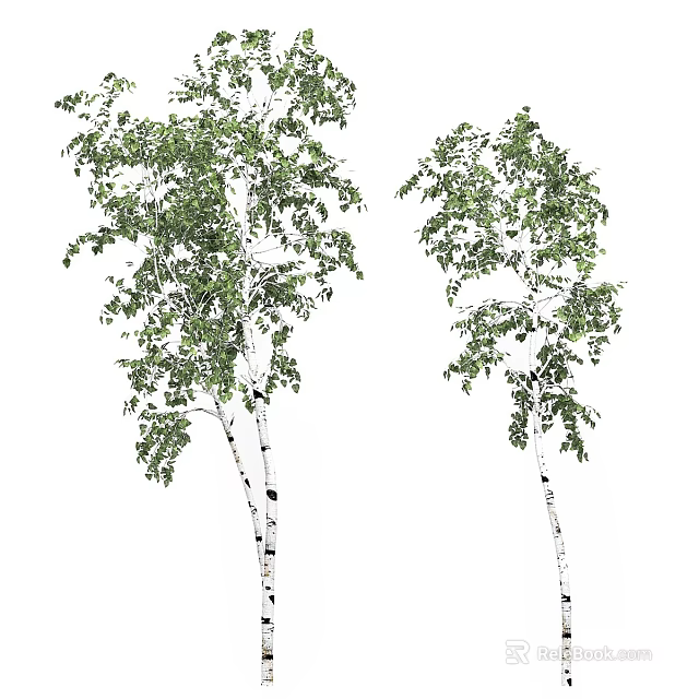 Two Tall Birch Trees With White Trunks Black Spots And Green Leaves 3d model 