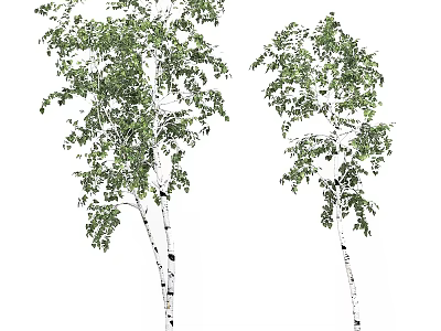 Two Tall Birch Trees With White Trunks Black Spots And Green Leaves 3d model