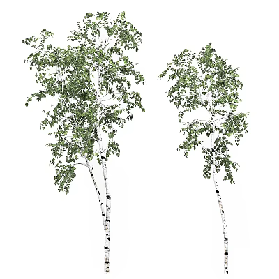 Two Tall Birch Trees With White Trunks Black Spots And Green Leaves 3d model