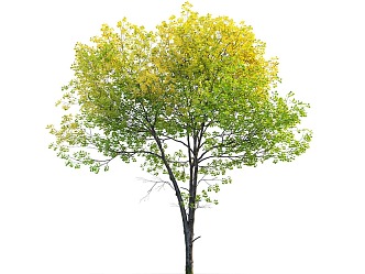 Liriodendron horseback wood landscape tree street tree 3d model