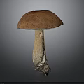 Fresh Wild Mushroom With Orange Spotted Cap And Brown Stalk Root Base