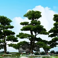 Tall Trees With Lush Green Foliage Under Blue Sky White Clouds Stones And Grassy Area