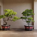 Indoor Bonsai Plants With Green Foliage In Decorative Pots By Traditional Wooden Screen