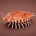 Modern insect beetle 3d model