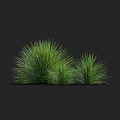 Lush Green Grass Clumps Growing with Vibrant Texture Against Black Background