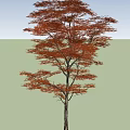 Tall Arbor With Red Leaves Standing On Green Grassland Under Blue Sky And White Clouds