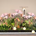 Bonsai Potted Plant Display With Pink Flowers Green Foliage Black Planter And White Pebbles