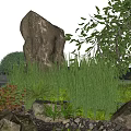 Tall Green Shrubs In Natural Garden Setting With Rocks Small Ferns And Water