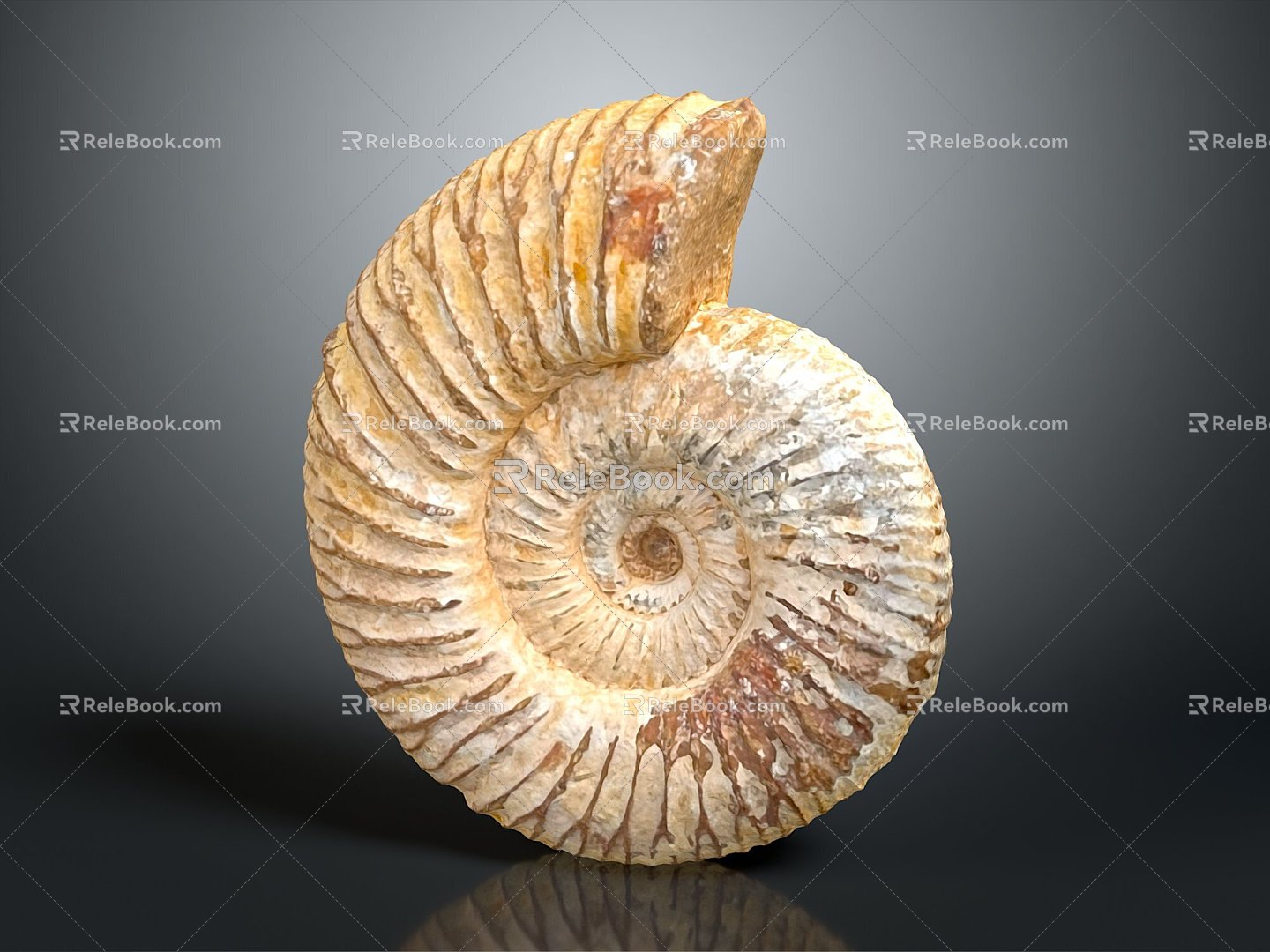 Conch Bone Snail Snail Field Snail 3d model