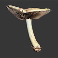 Fresh White Mushroom Vegetable Featuring Cap with Brown Spots and Yellow Fragments on Dark Background