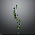 Green Pea Pods Hanging On Stem With Gray Gradient Background And Reflection