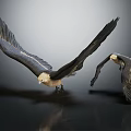 Majestic Birds of Prey Spreading Wings Against Dark Gray Background With Reflections