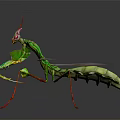 Green Mantis With Transparent Wings And Red Legs On Dark Background